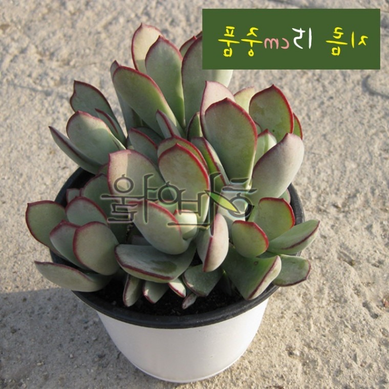 다육식물화분세트 미니정원다육모종 베란다인테리어화분 15cm - 상품 이미지