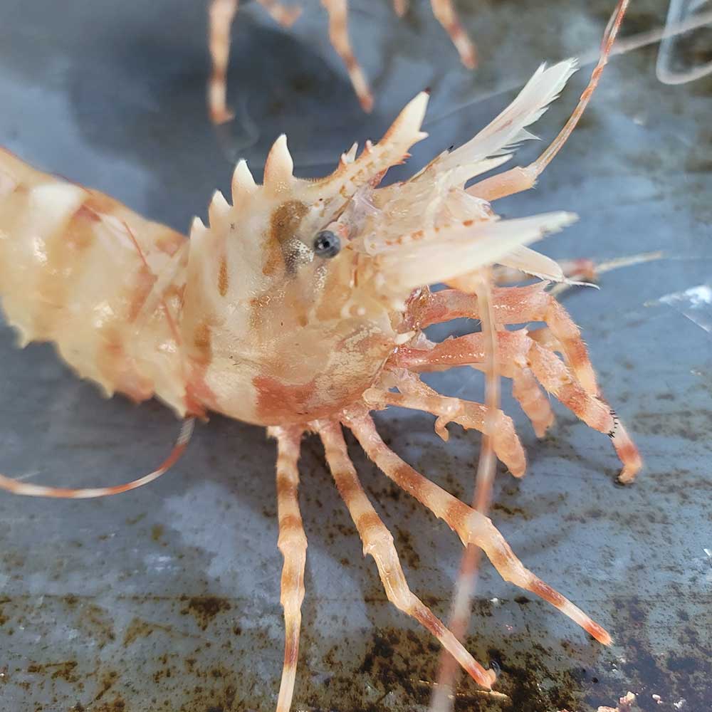 국내산 자연산 독도새우 꽃새우 도화 닭 당일조업 동해안 독도 산지직송 - 상세 이미지 3