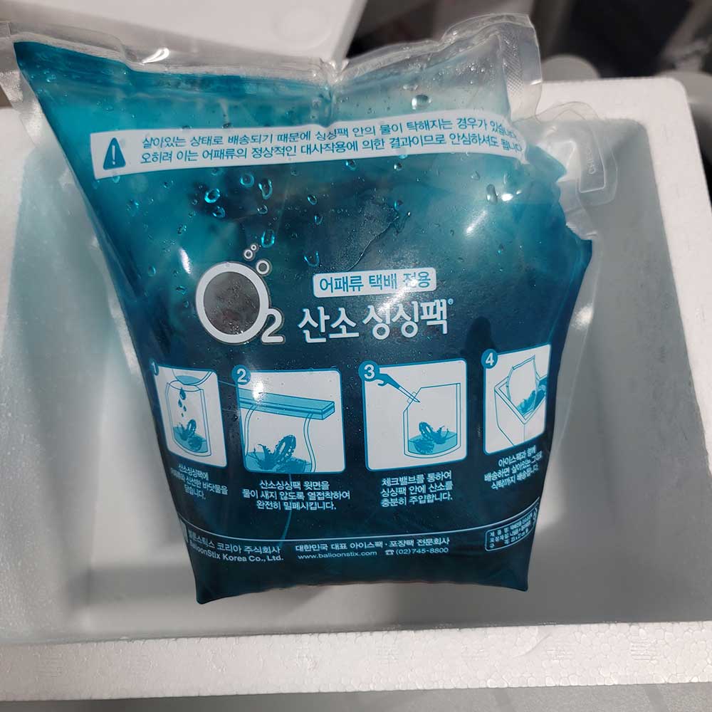 국내산 자연산 독도새우 꽃새우 도화 닭 당일조업 동해안 독도 산지직송 - 상세 이미지 4