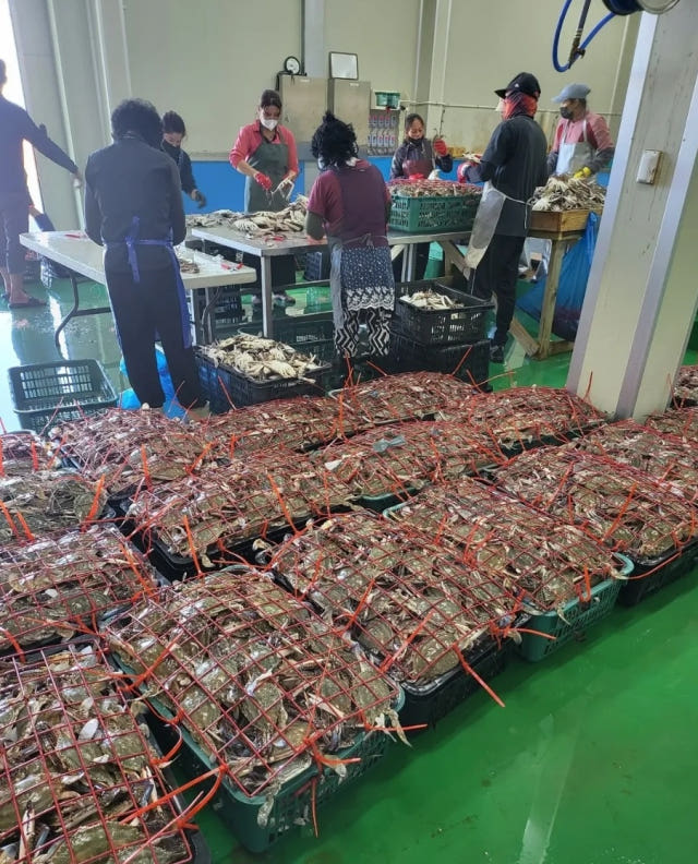 2026년 햇꽃게 국내산 숫꽃게 알배기 암꽃게 1kg 급랭 꽃게