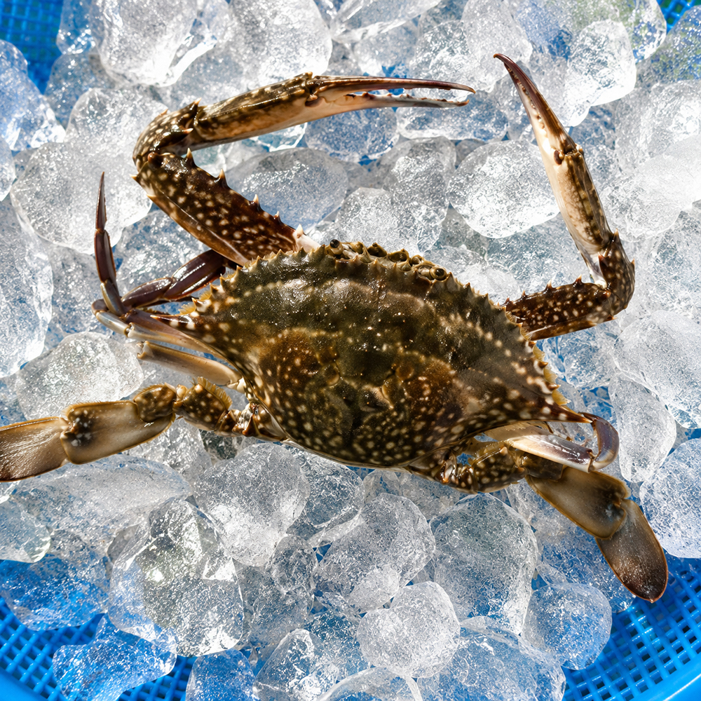 제철 꽃게 1kg 가을 봄 산지직송 숫꽃게 암꽃게 상품 이미지