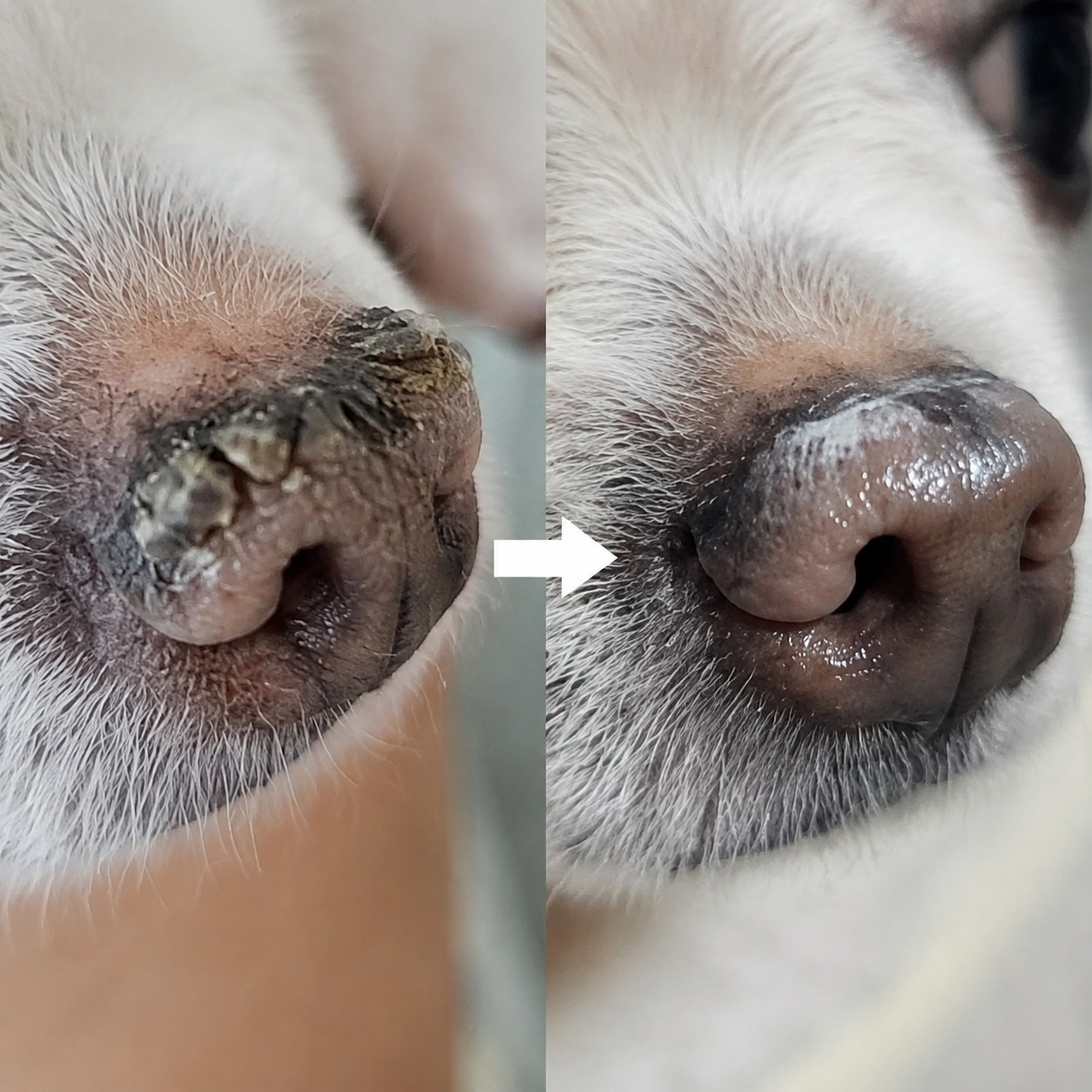 협성로하스 베터리나리 드림크림118ml 강아지 고양이 연고 상처회복 가려움증 보습 진정 - 상세 이미지 5