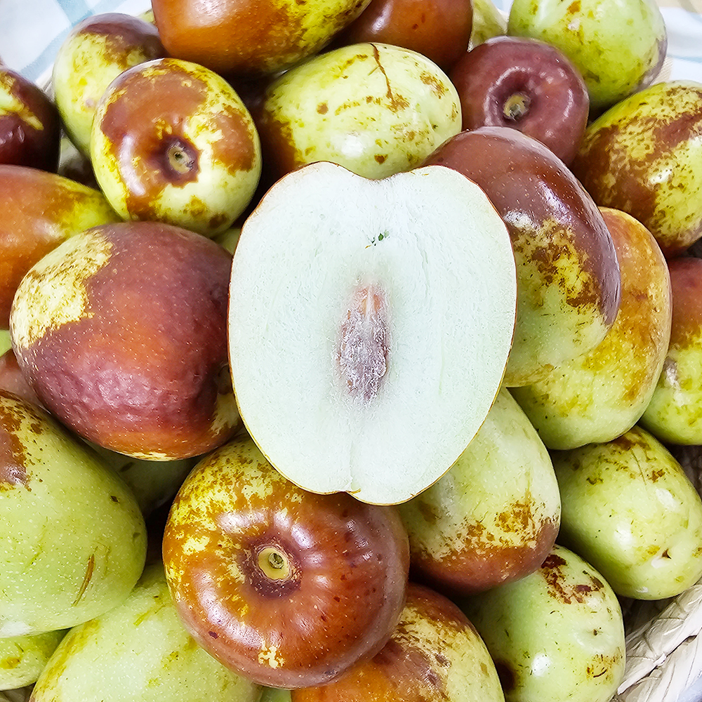 토해원 제철 햇 사과대추 특 국내산 아삭한 생대추 특 500g 1kg - 상세 이미지 5