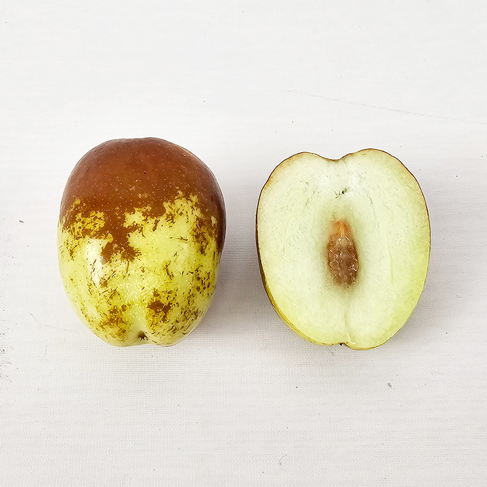 토해원 제철 햇 사과대추 특 국내산 아삭한 생대추 특 500g 1kg 이미지 6