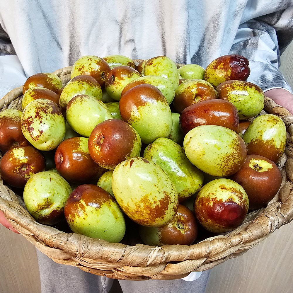토해원 제철 햇 사과대추 특 국내산 아삭한 생대추 특 500g 1kg - 상세 이미지 4