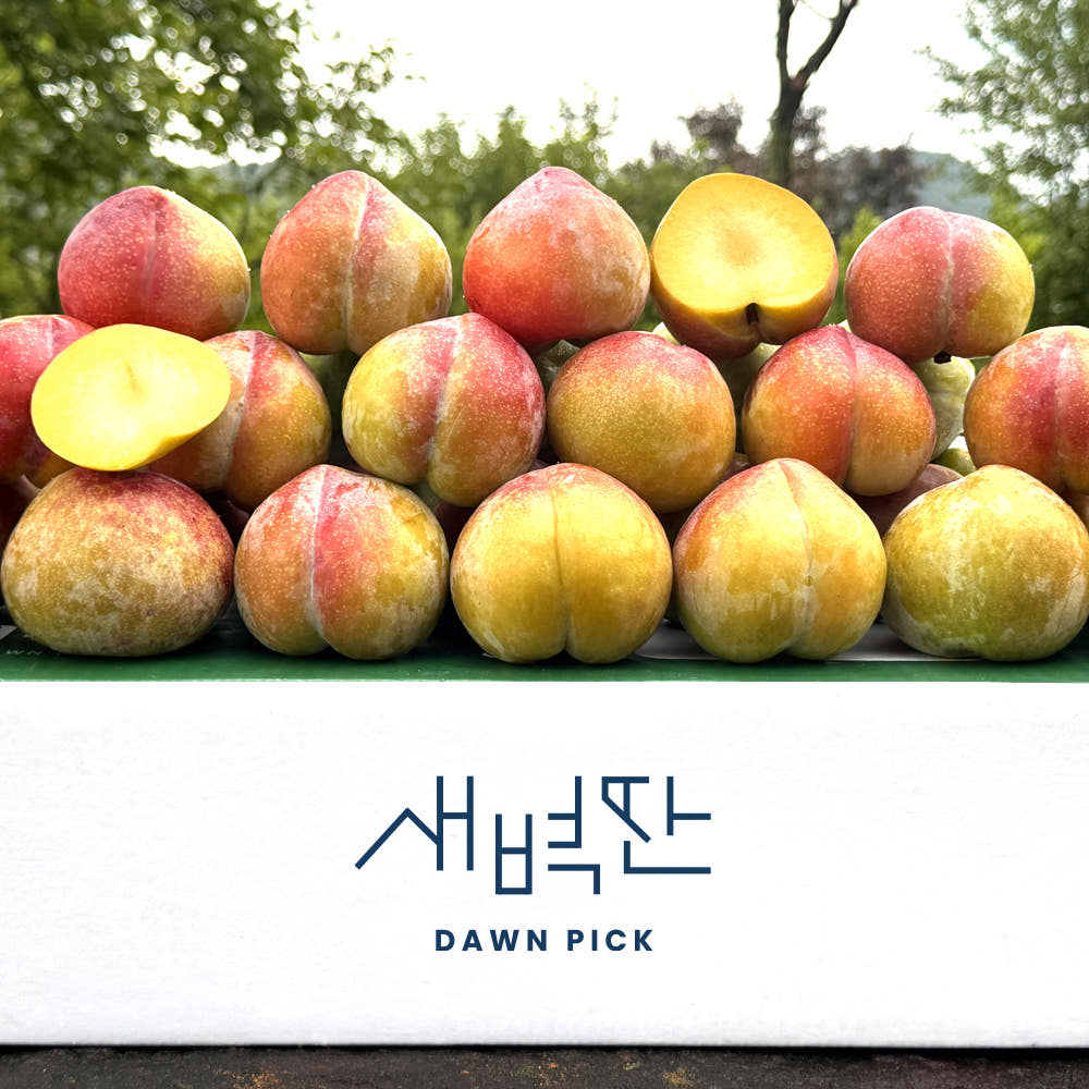 새벽딴 경산 와촌 후무사자두 1kg 2kg