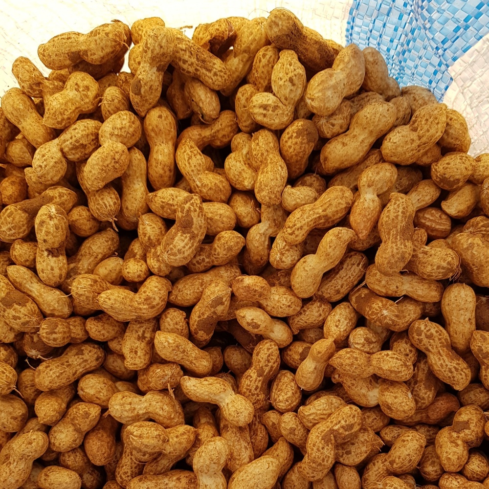햇땅콩 햇피땅콩 생 피땅콩 물땅콩 국산 생땅콩 흙 땅콩 2kg, 1개 이미지 8