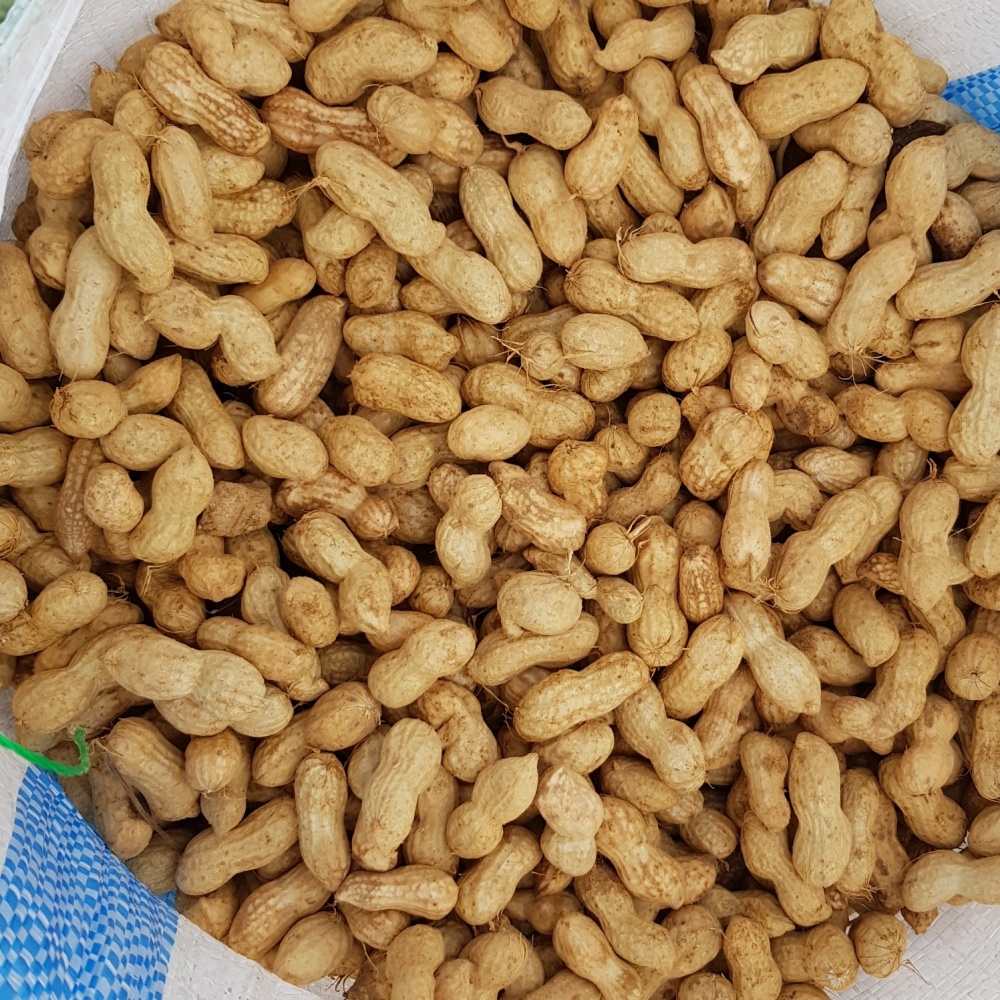 햇땅콩 햇피땅콩 생 피땅콩 물땅콩 국산 생땅콩 흙 땅콩 500g, 1개 - 상세 이미지 5