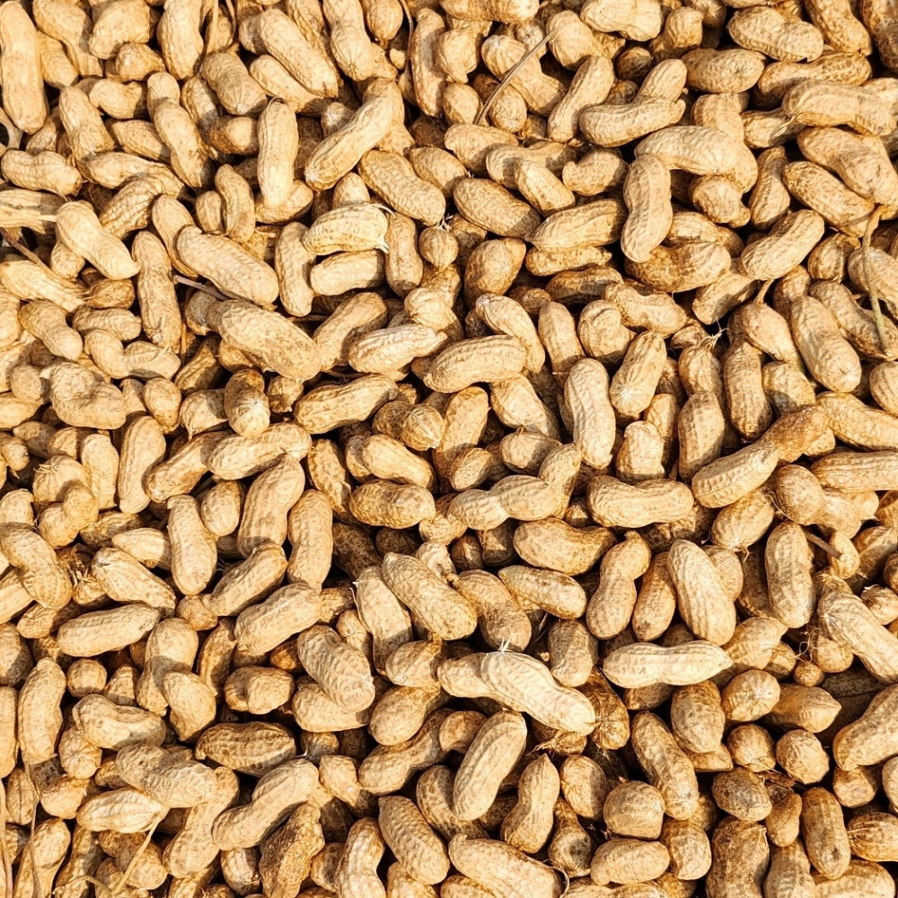 햇땅콩 햇피땅콩 생 피땅콩 물땅콩 국산 생땅콩 흙 땅콩 2kg, 1개 - 상세 이미지 5