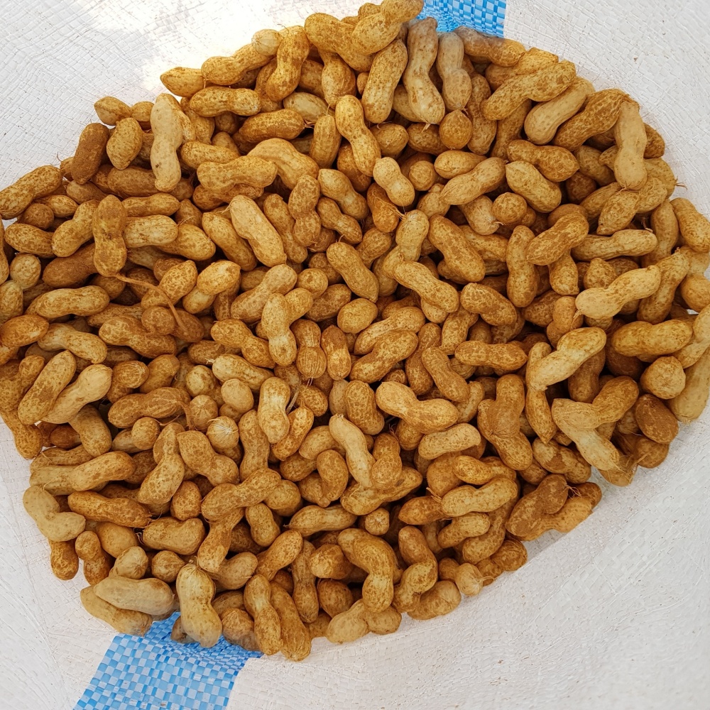 햇땅콩 햇피땅콩 생 피땅콩 물땅콩 국산 생땅콩 흙 땅콩 2kg, 1개 - 상세 이미지 2