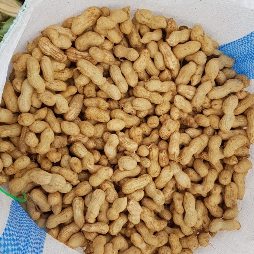 햇땅콩 햇피땅콩 생 피땅콩 물땅콩 국산 생땅콩 흙 땅콩 2kg, 1개 이미지 7
