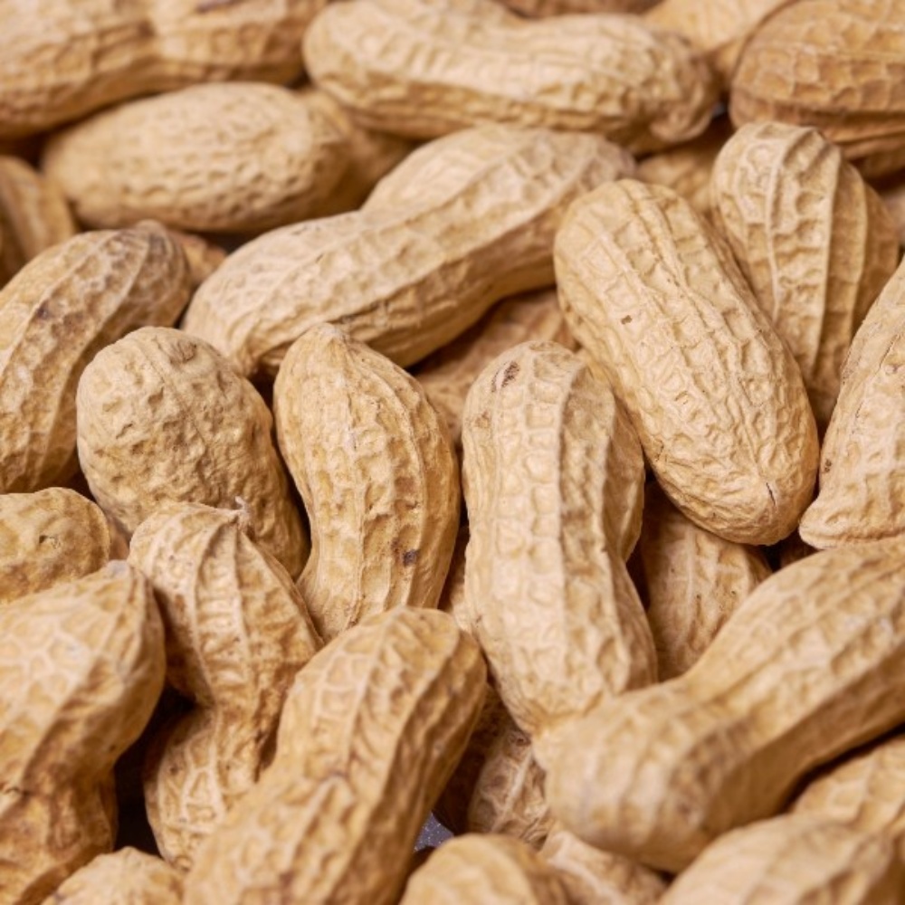 햇땅콩 햇피땅콩 생 피땅콩 물땅콩 국산 생땅콩 흙 땅콩 500g, 1개 - 상품 이미지