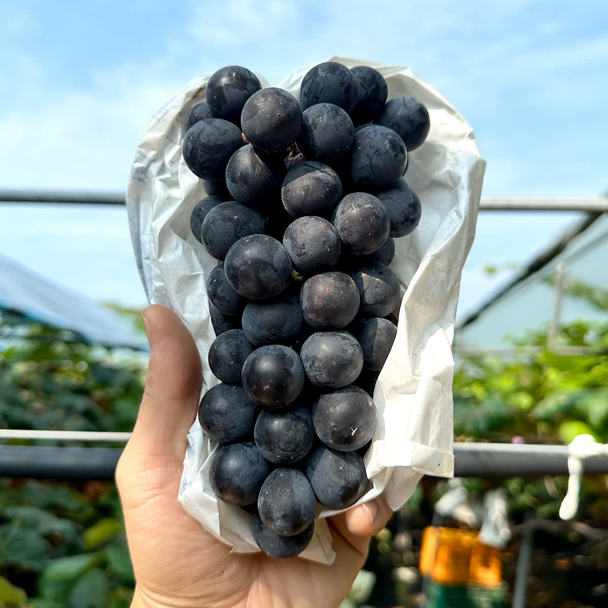 [농할20%] 품질보장 국내산 거봉 포도 1.5kg 3kg 2kg 4kg - 상품 이미지