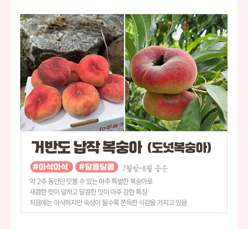 장호원 햇사레복숭아 감곡 딱복 딱 딱딱이복숭아 딱딱한 차돌 망고복숭아 물복숭아 신비복숭아 - 상세 이미지 5