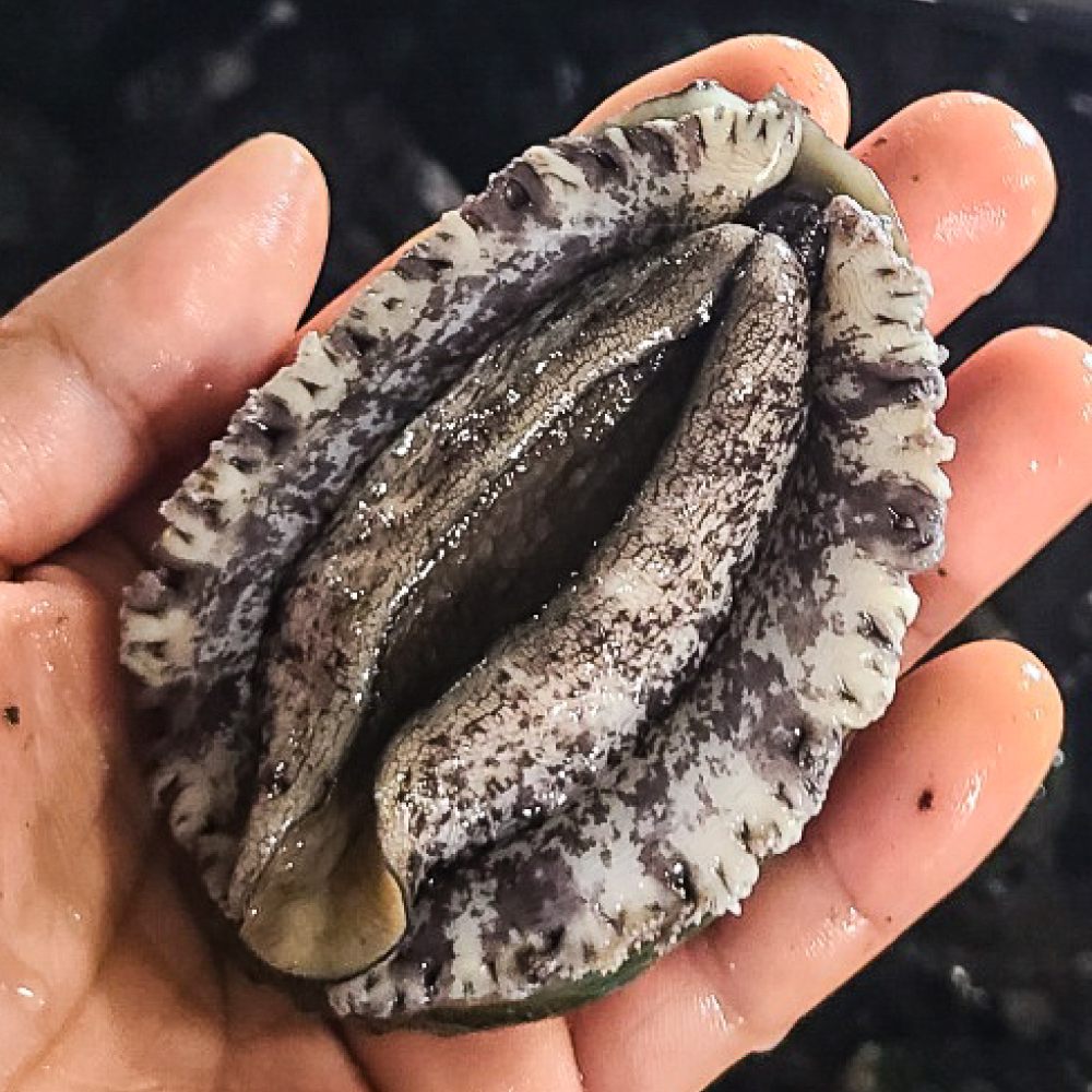 국내산 청산도 활전복 신선한 청정해역 완도 전복 산지직송 1kg (5~25미) + 손질 칼 이미지 8