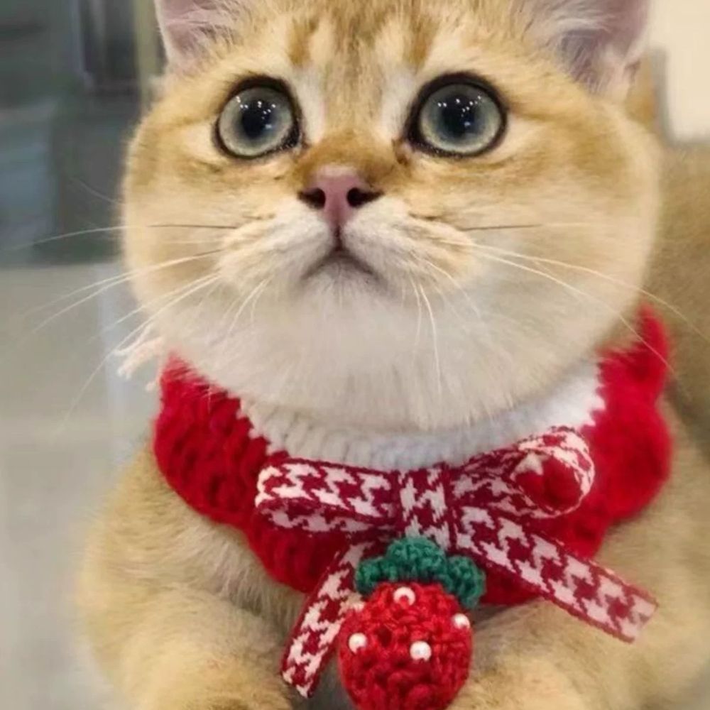 고양이 강아지스카프빕 니트 강아지케이프 기본형 - 상세 이미지 2