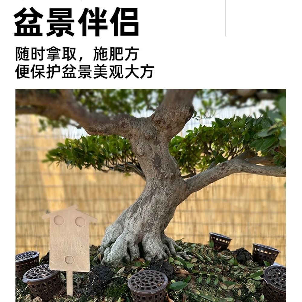 분재 알비료 거름 고형비료 다육 화분용 기본형 - 상세 이미지 4