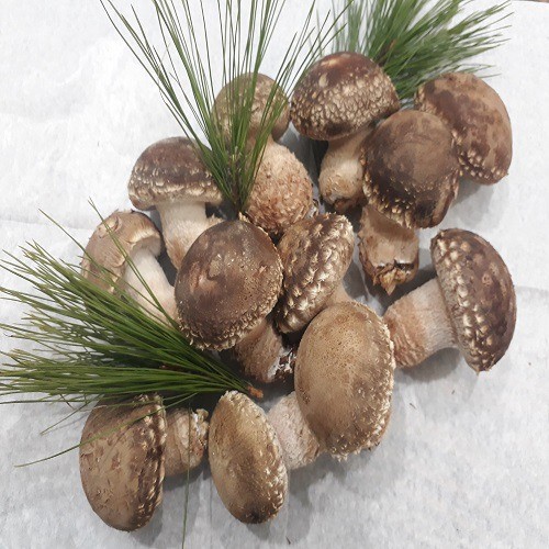 친환경 국산 배지 프리미엄 상주 송화고버섯 500g - 상품 이미지