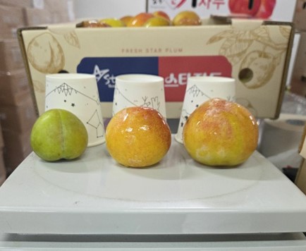 신선마켓 햇 추희자두 특대과, 1kg, 1개 - 상세 이미지 2