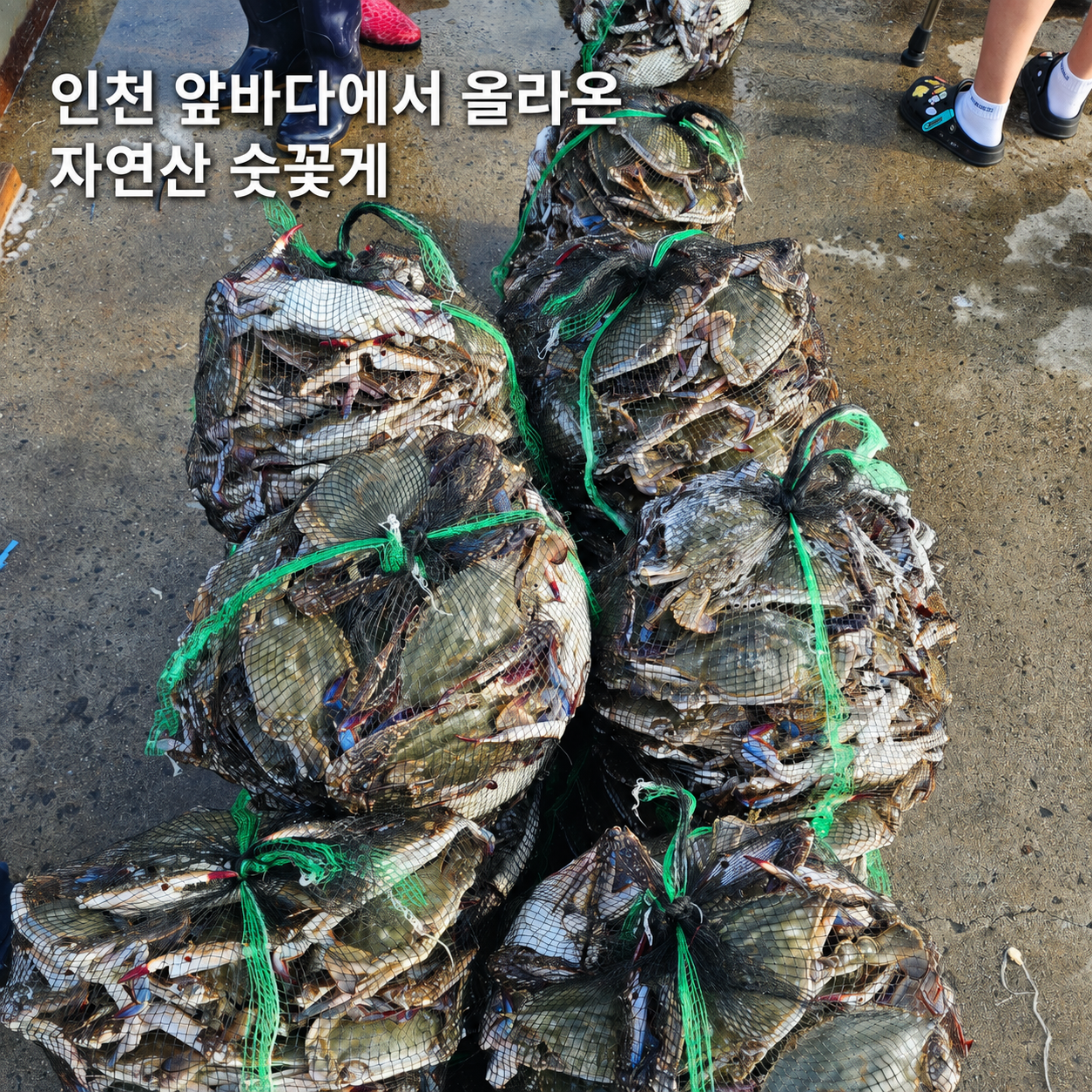 국내산 인천/군산 활 숫꽃게 1kg 3-6미 자연산 꽃게 - 상세 이미지 4