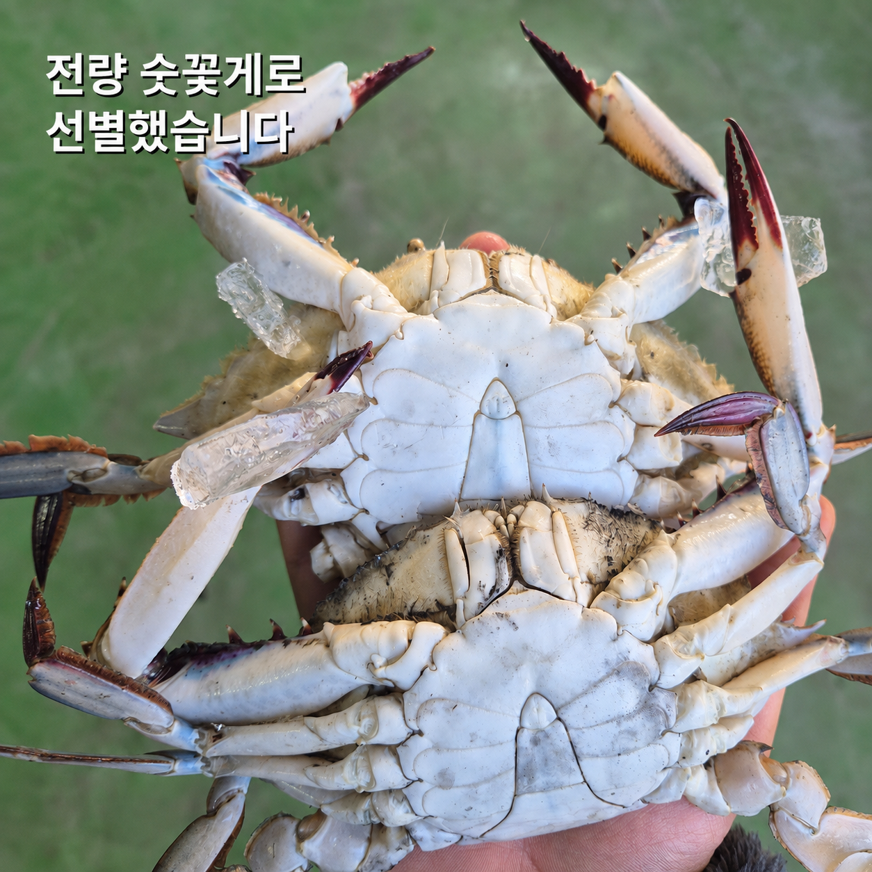 국내산 인천/군산 활 숫꽃게 1kg 3-6미 자연산 꽃게 - 상세 이미지 5