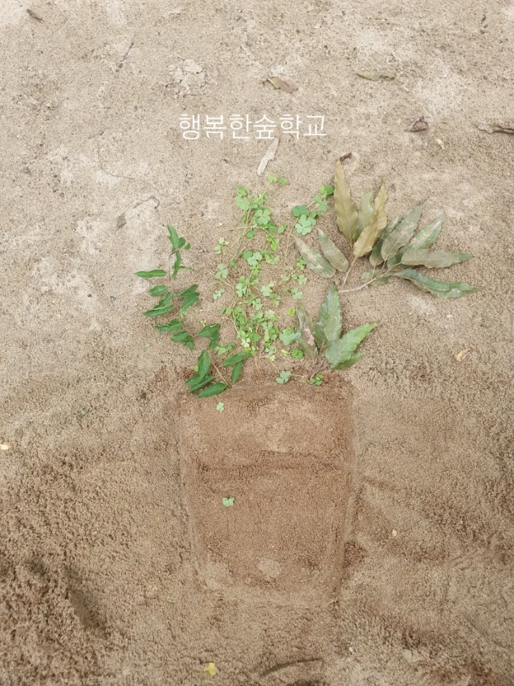 [목동계남공원] 행복한숲학교 원데이 어린이 숲체험 by 행복한숲학교 이미지 8