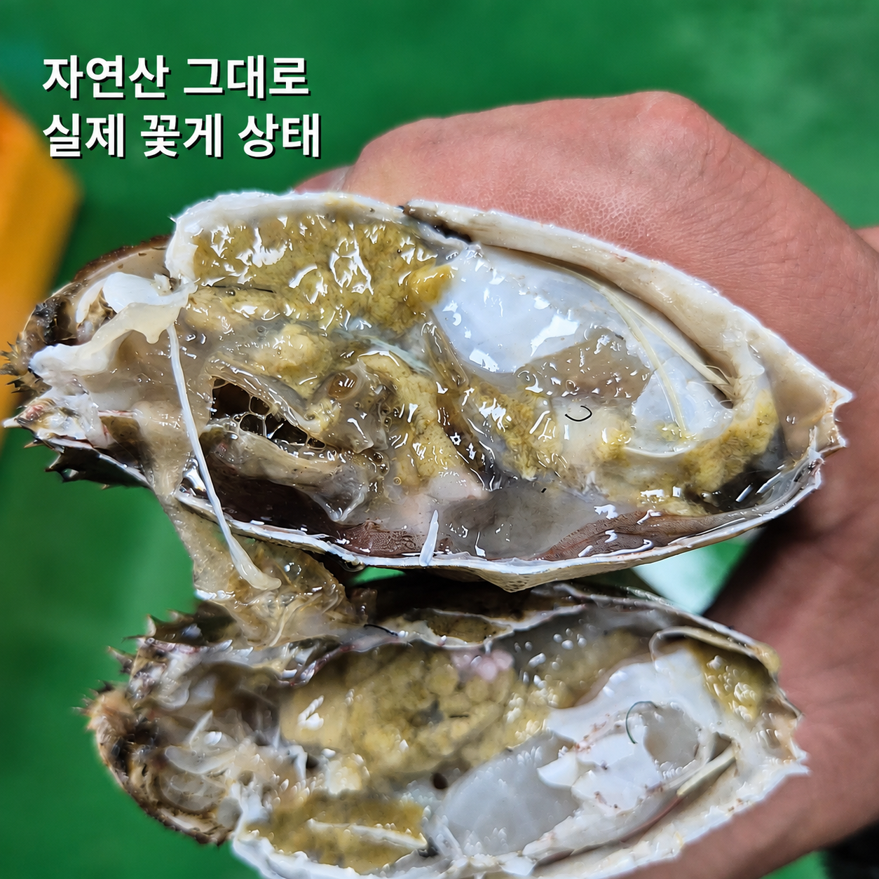 국내산 인천/군산 활 숫꽃게 1kg 3-6미 자연산 꽃게 이미지 8