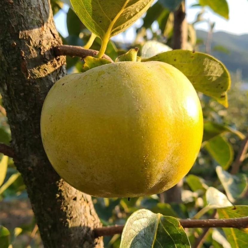 태추 단감 소용량 | 1.5kg 2kg 일부터 순차발송 일부터단감 순차발송단감 태추단감 - 상품 이미지