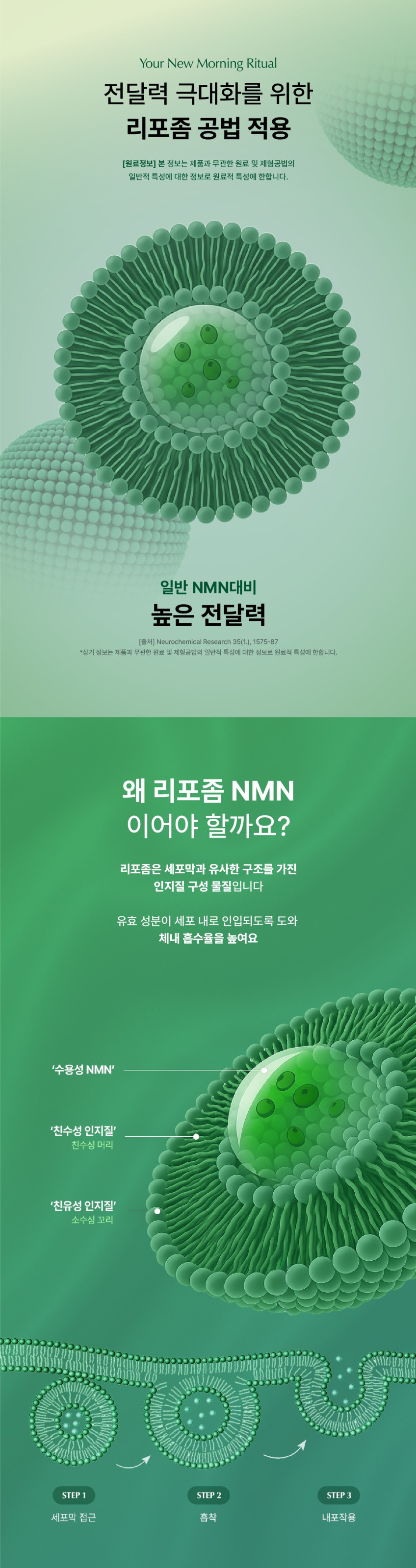 영모닝 리포좀NMN 알파 엔엠엔 효모발효 MNM 레스베라트롤 효능 3달(2+1박스) 판매처 상세 정보 이미지 4