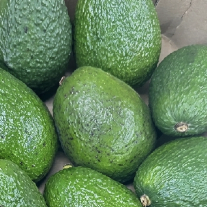 아보카도 소용량 | 1.8kg 2.2kg 제철과일 선물용과일 - 상품 이미지
