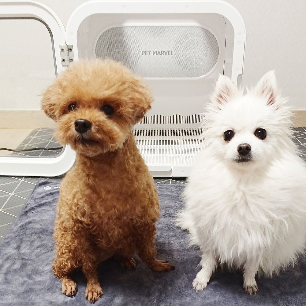 [디클펫] 펫드라이룸 듀얼팬 빠른건조 강아지 고양이 드라이기 펫마블 러브에어 프로 - 상세 이미지 4