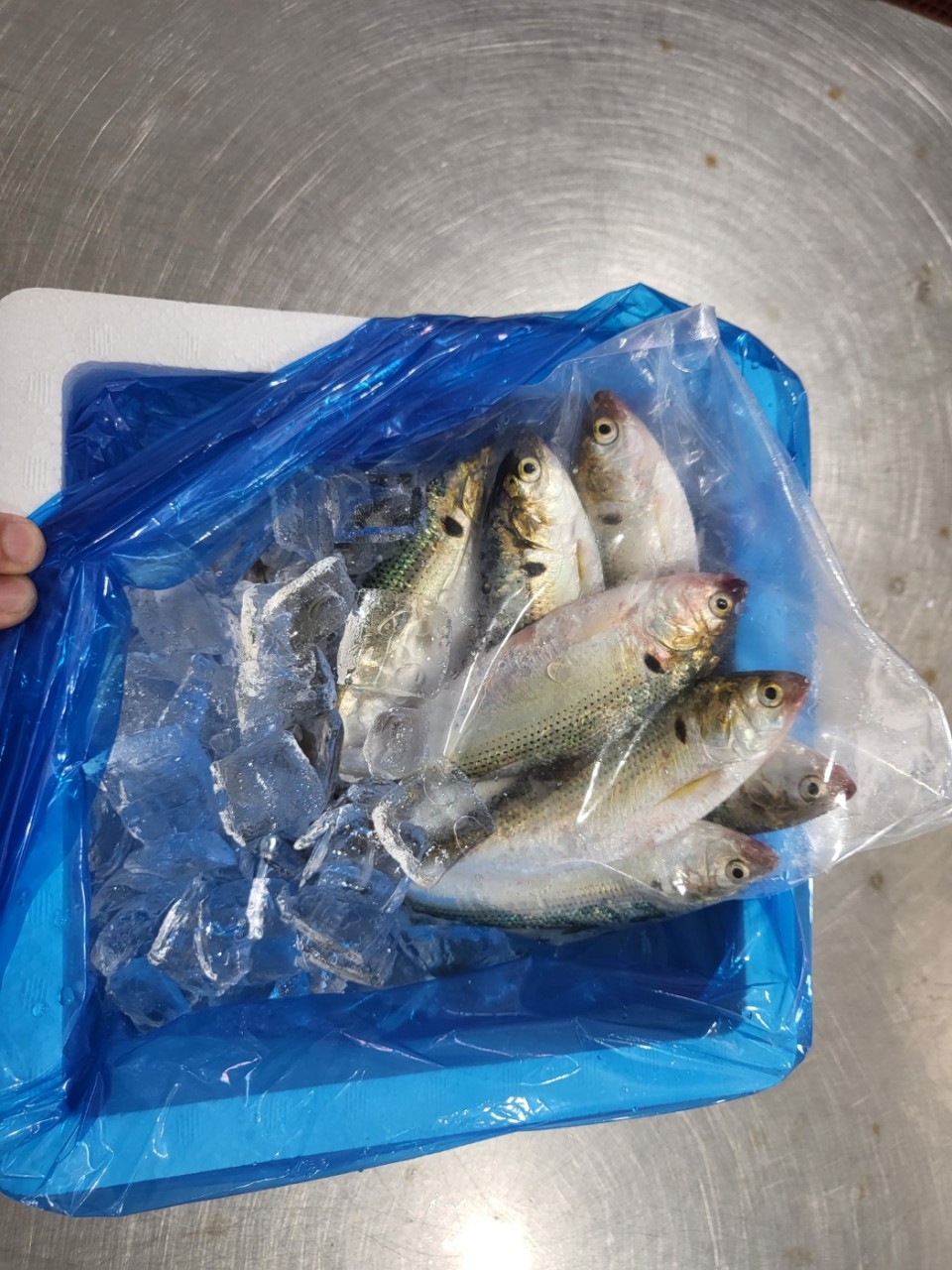 국내산 제철 전어 500g / 구이용 세꼬시 필렛 / 손질전어 - 상세 이미지 4