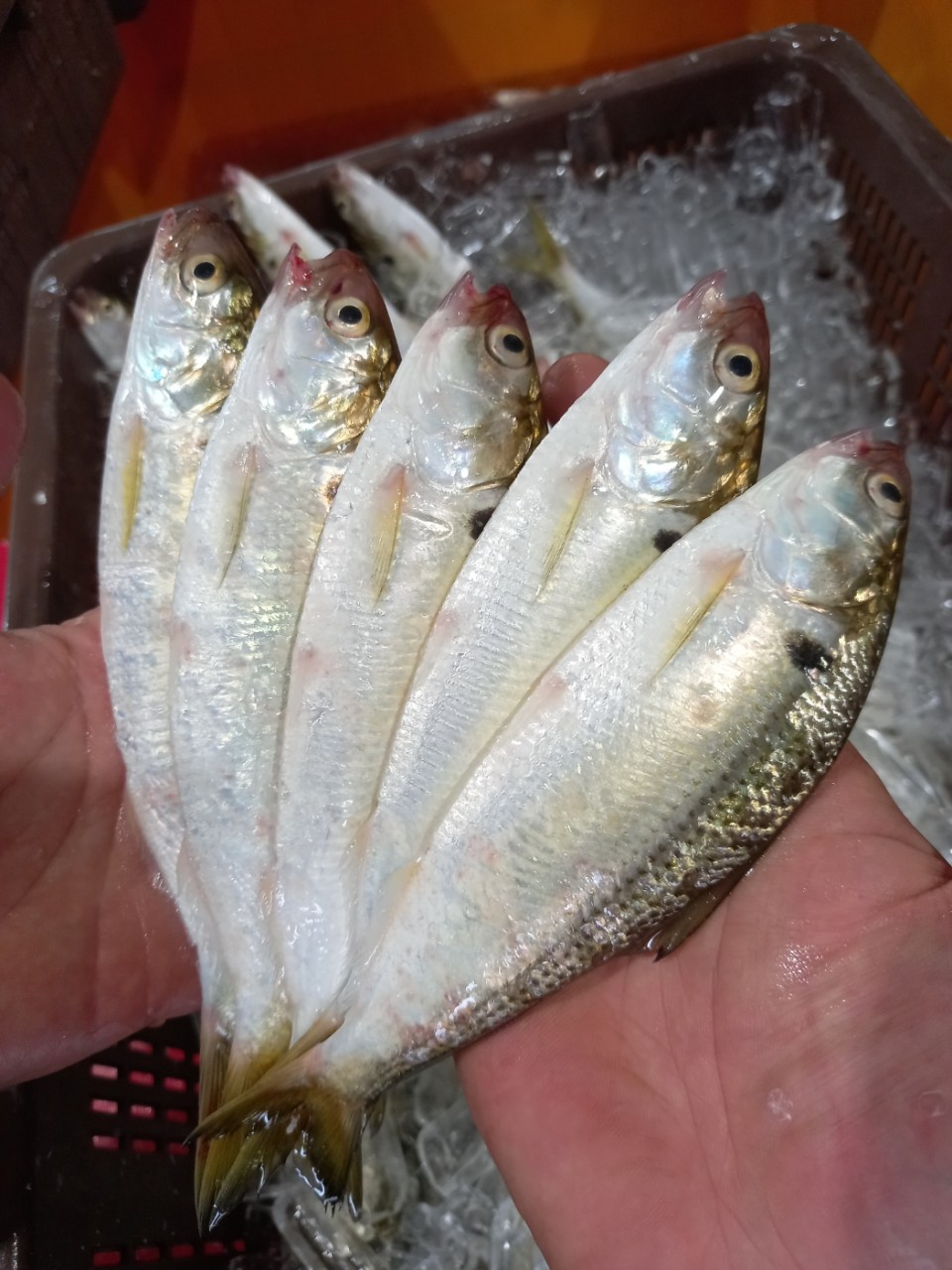 국내산 제철 전어 500g / 구이용 세꼬시 필렛 / 손질전어 - 상품 이미지