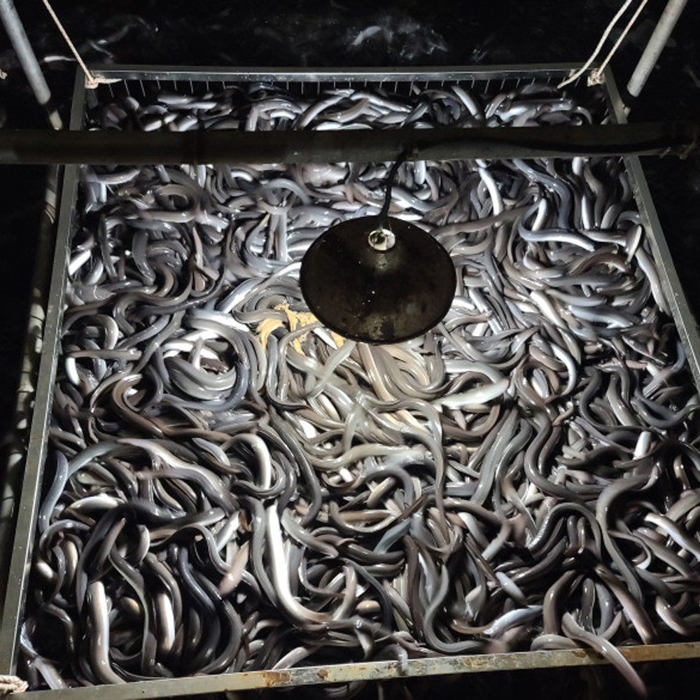 국내산 민물장어 추석 명절 선물세트 특왕 프리미엄 손질장어 600g 1.2kg 이미지 8