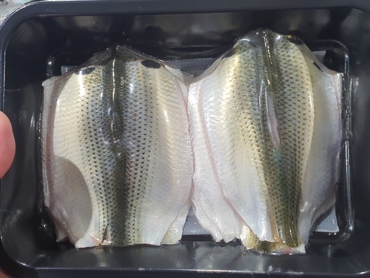 국내산 제철 전어 500g / 구이용 세꼬시 필렛 / 손질전어 이미지 8