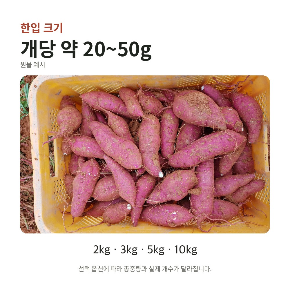 해남 호풍미 호박고구마 햇고구마 한입 밤 고구마 10kg, 1개 - 상세 이미지 2