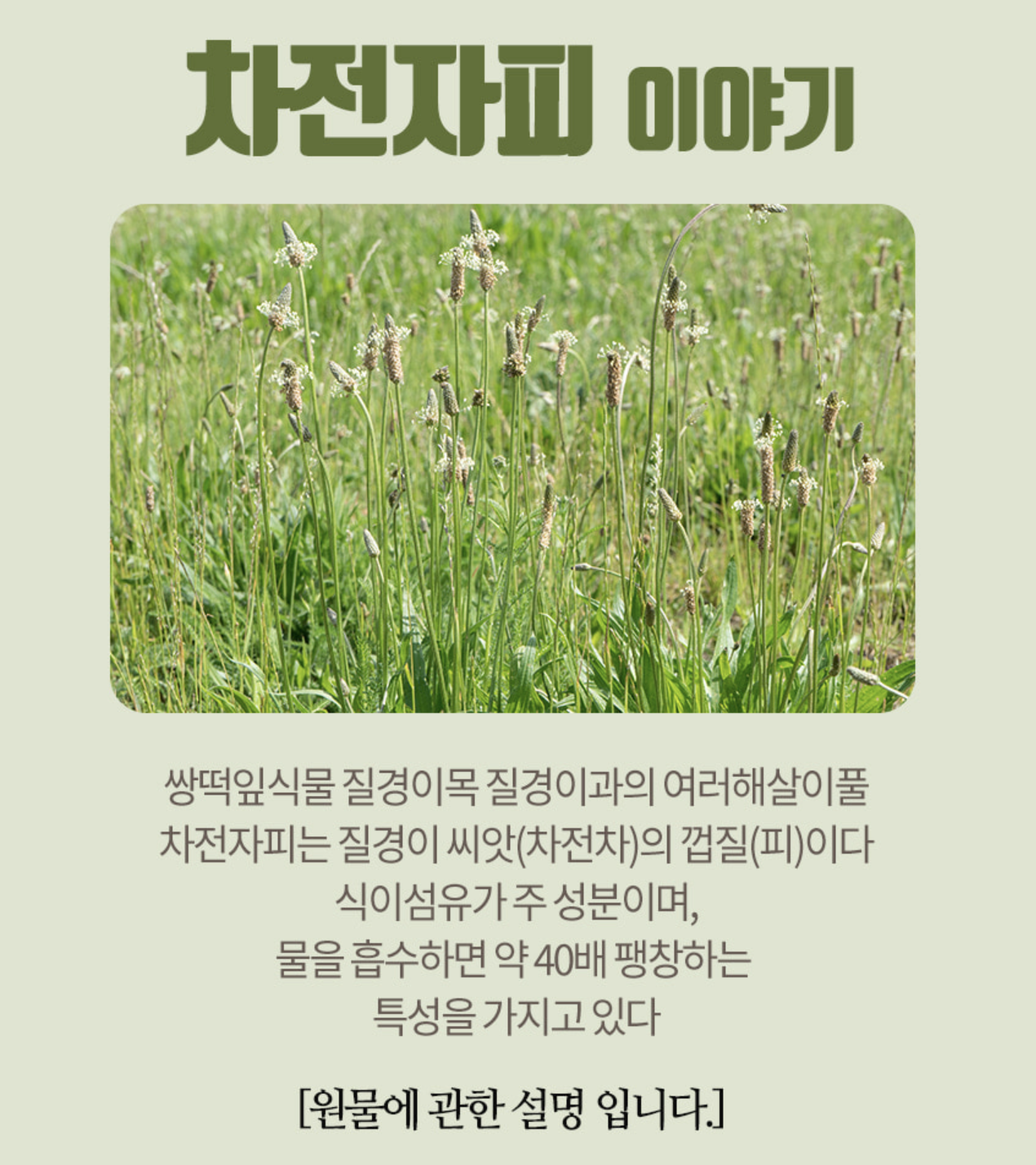 고식이섬유 차전자피 식이섬유환 1kg 보충제 차전차피 환 - 상세 이미지 2