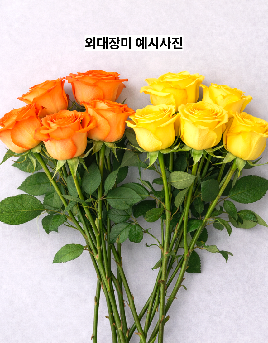 장미 10송이 이벤트 장미꽃 한다발 생화 꽃다발 온라인꽃집 샤샤플라워 - 상세 이미지 4