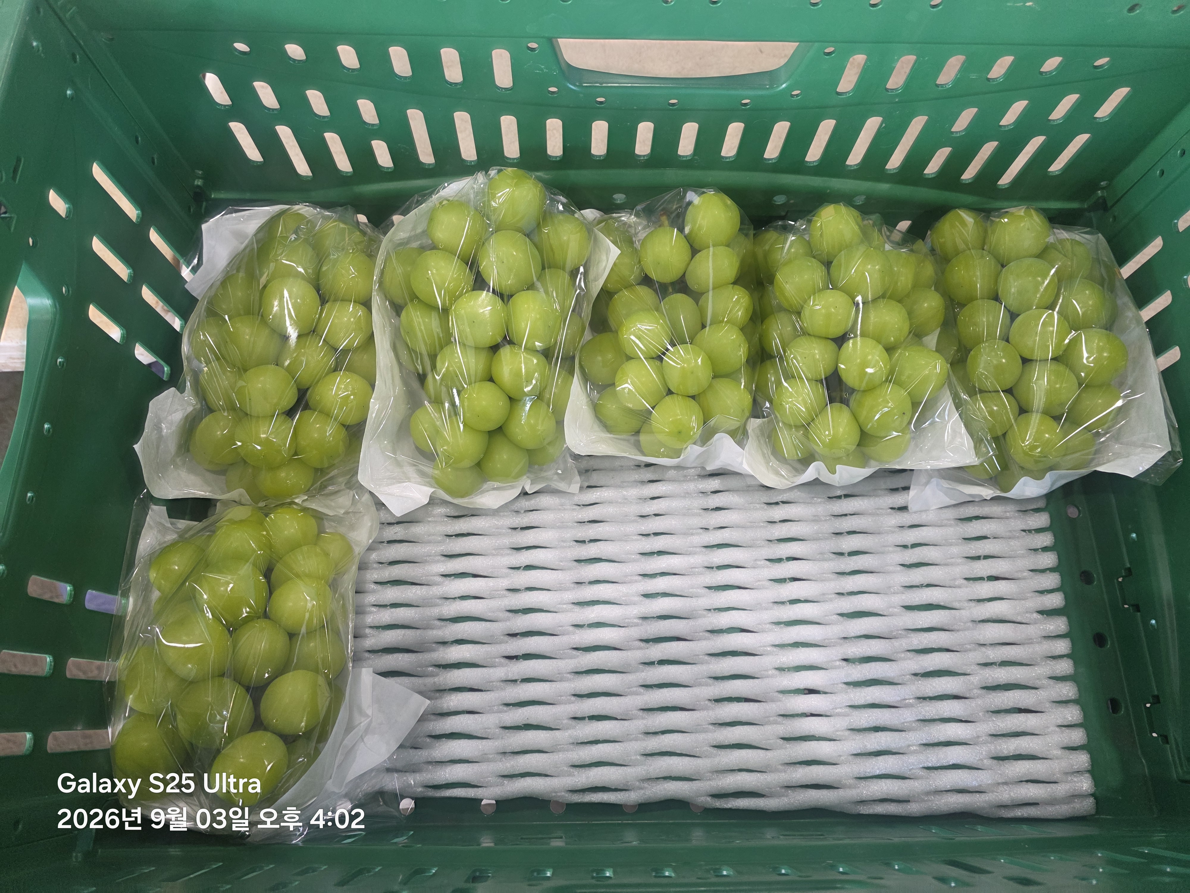 고당도 포도 샤인머스켓, 1kg, 1개 - 상세 이미지 2