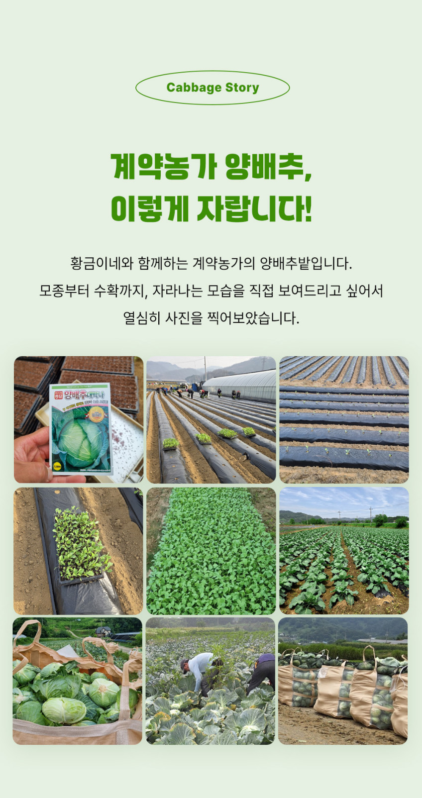 국내산 유기농 양배추즙 상품 설명 6