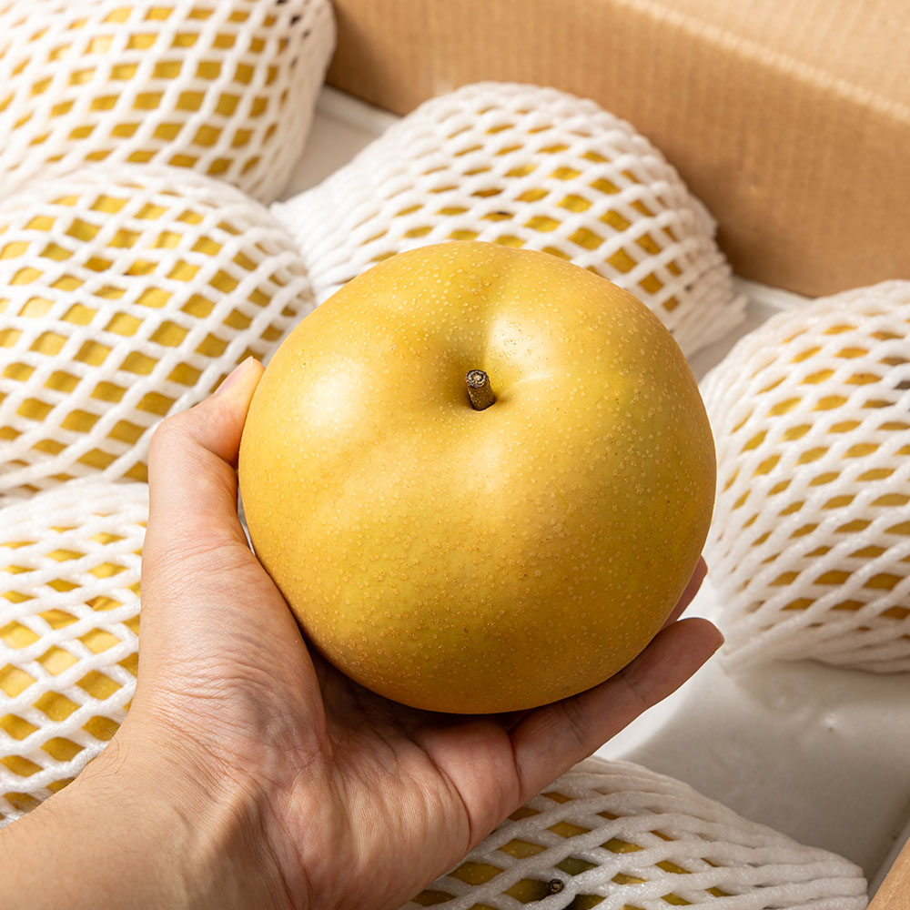 나주 배 가정용 실중량 대과, 3kg, 1개 - 상품 이미지