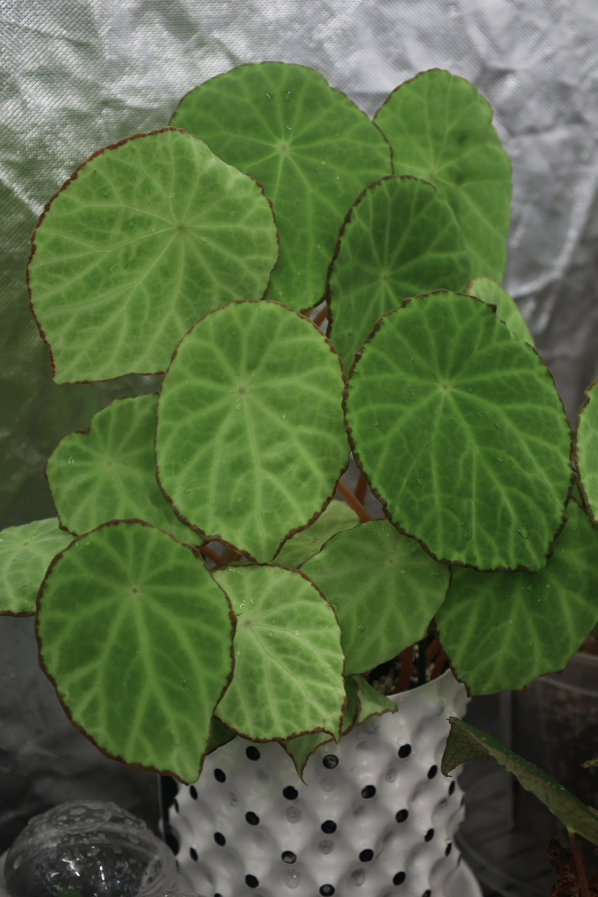 베고니아 스카피게라 Begonia scapigera (랜덤발송)