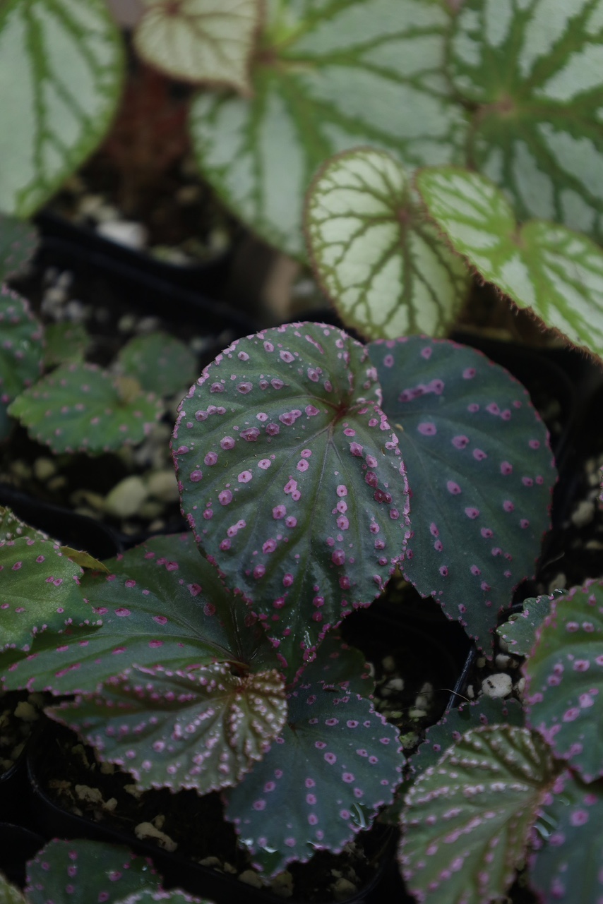 베고니아 사리포이 Begonia saripoi (랜덤발송)
