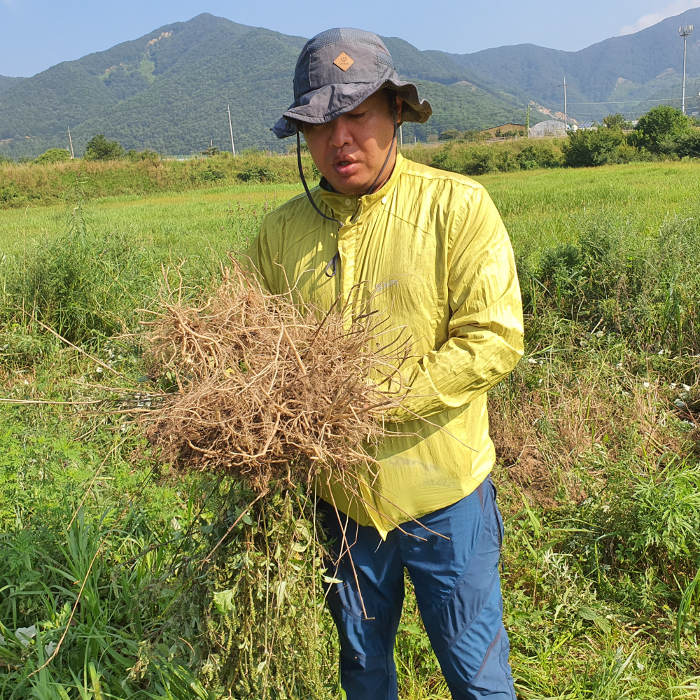 도화농산 산지직송 국내산 우슬즙 우슬뿌리 진액 100ml x 60포 - 상품 이미지