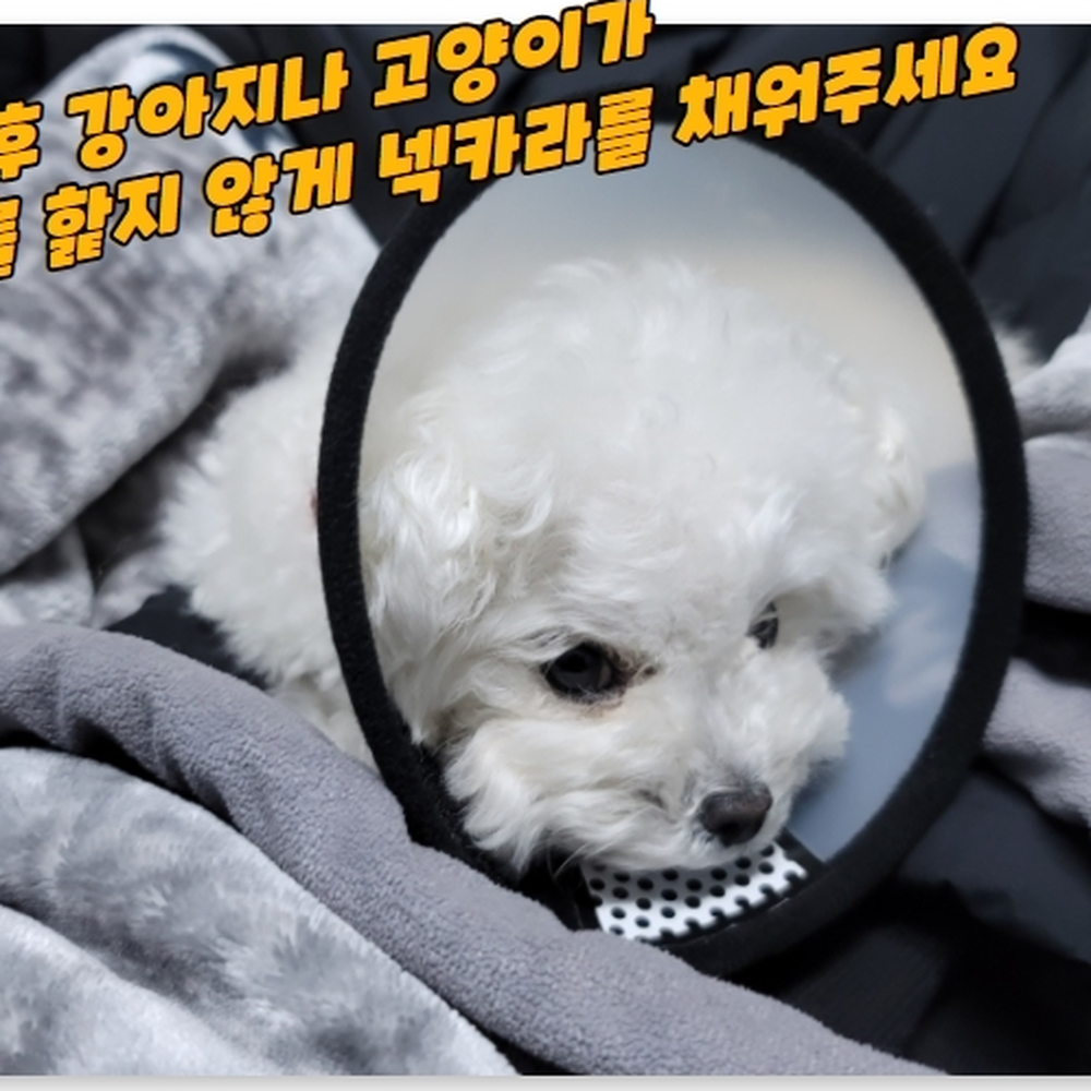 훅테이프고정 위생관리용품 고양이깔대기 부드러운마감 수술후회복 반려동물보호구 5호 - 상세 이미지 4
