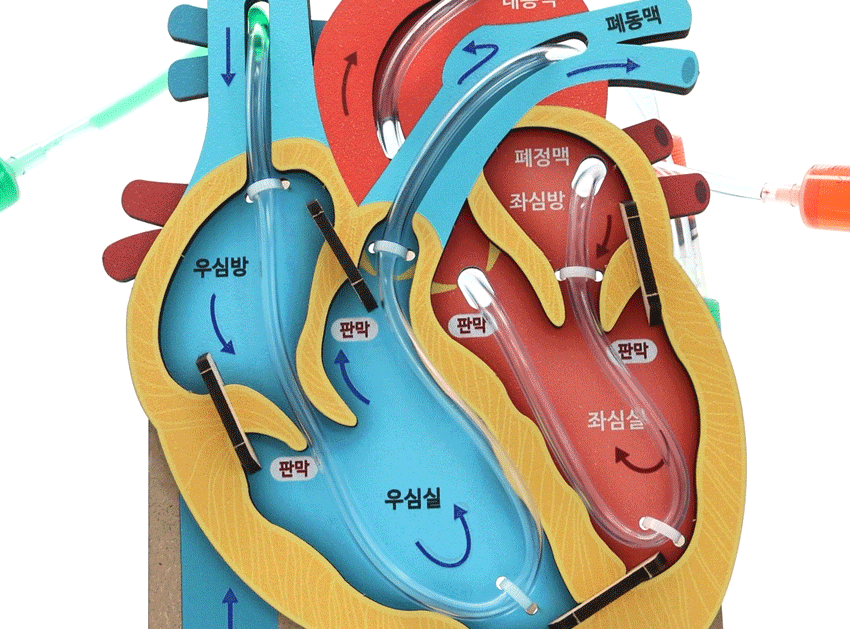 호기심 GTCO 입체 심장의 구조와 순환관찰 SA 호기심M - 상품 이미지