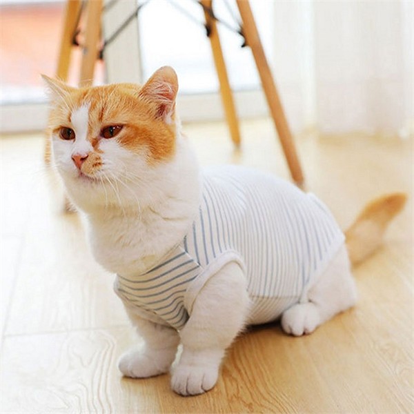반려동물 강아지 수술복 중성화 고양이 수술복 병원복 회복복 - 상품 이미지