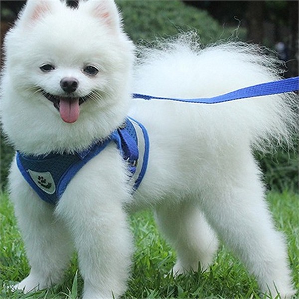 조끼형 강아지 가슴 줄 메쉬 강아지 하네스 소형견 산책 야간 - 상품 이미지