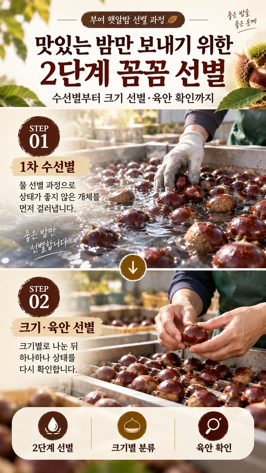 햇알밤 저온 숙성 및 신선 보관 팁