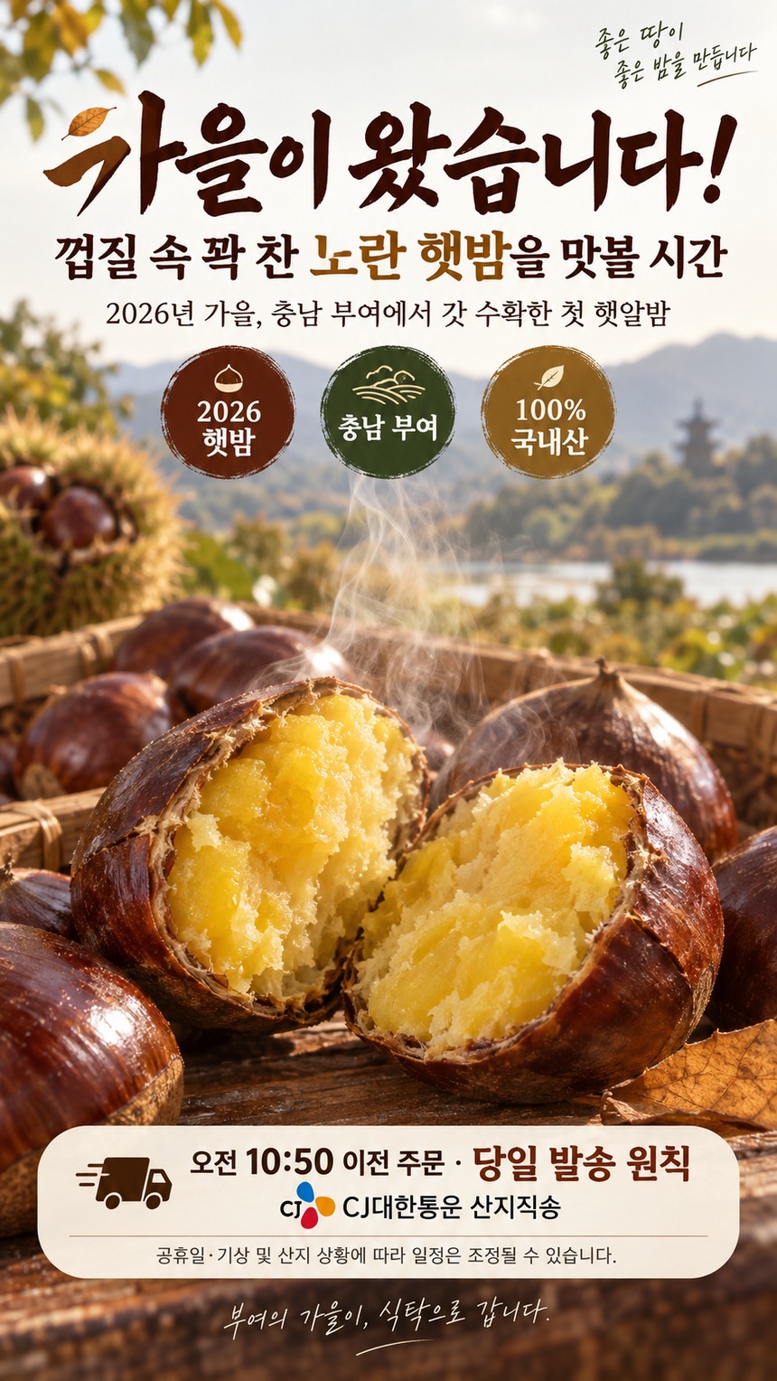 충남 부여 햇알밤 수확 및 제철 특징